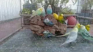Beautiful Pet Birds in a Quiet Natural Environment