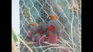 Vuam yij / Red-tailed laughingthrush / Chestnut-crowned laughingthrush / Silver-eared laughingthrush