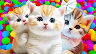 ANAK KUCING MEONG MEONG | LAGU ANAK ANAK BEBEK - AA KIDS SONG