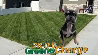 A nice mow and Greene Charge application #MolochTheFrenchie #Mow #greenecountyfertilizer