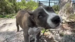 CANE CORSO & PITBULL /Bully Dog HUNTING for SNAKES