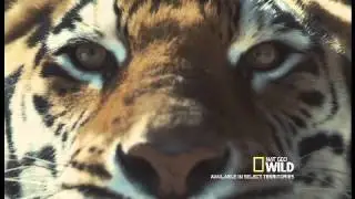 Big Cat Week