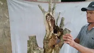 ms572....c&acirc;y mằng tăng ăn tr&aacute;i zalo.lh0798584060v&agrave;ng