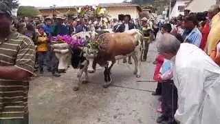 Celebración de San Isidro en Niquitao
