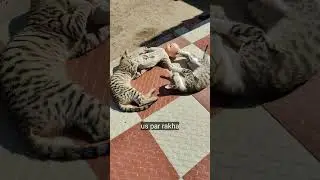 us par rakha cat drama #cat #kittencat #kitten #cute #catvideos