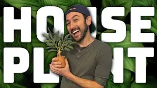 House Plant (Arizona Zervas Parody) | Young Jeffrey's Song of the Week
