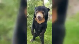 Sun Bear stands on hind feet in humanlike manner in the United Kingdom