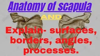 Anatomy of the Scapula & Explain - Surfaces, Borders, Angles, Processes
