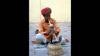 Snake    Interactions with humans    Snake charmers