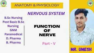 Function of Nerve / White matter / Gray matter /Function of neuron/ Mr.Umesh/ @ KREDUHUB