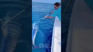 Sekali colok!! Dapat ikan tuna #bluefintuna #spearfishing #amazing