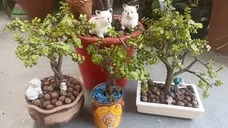 Como eu Cultivo Minhas Portulacarias Afra em Forma de Arvoreta
