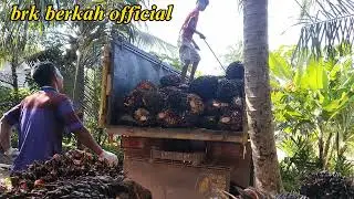 peloding baru belajar langsung disuruh melangsir buah@brkberkahofficial5760