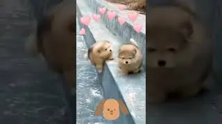 Funny Cats | Funny Dogs | Funny Animals | Funny Shorts | Funny Videos | 3