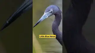 Little Blue Heron