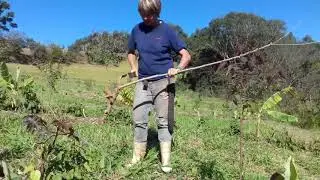 Karin Hanzi explica como plantar mandioca no sistema agroflorestal