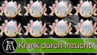 Axolotl care: Sick from inbreeding?