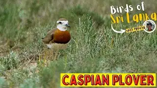 CASPIAN PLOVER | Birds of Sri Lanka with Mihela | Sound / Call