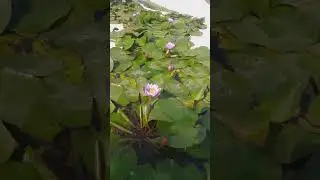 To akhi nila Kain#viralvideo #youtubeshorts #duddy