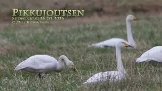 Bewick's swan with Whooper Swans - Cygne de Bewick et des Cygnes chanteur