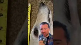 How long for sniffs to reach brain #borzoi #dogs #dogsofyoutube #science #learning #hosegoat