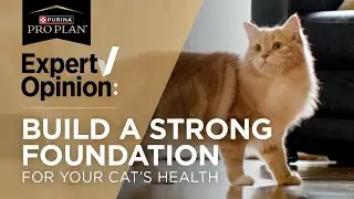 Vet Reviews Pro Plan Complete Essentials Cat Food - Dr. RuthAnn Lobos ​