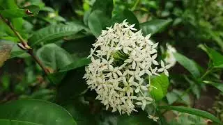 ❤️❤️ রঙ্গন / Mini Dwarf Ixora Flowering Plant / Jungle Geranium / Ixora Flowers  #gardeningtips