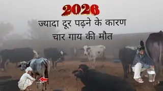 ज्यादा दूर पढ़ने के कारण चार गाय की मौत pirox dairy farm ✅ #cow #vlog #farming 