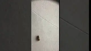 Carpet Beetle Larvae Identification
