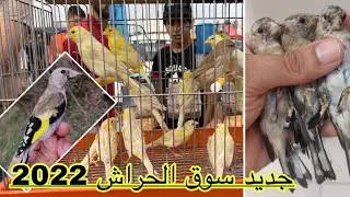 سوق الحراش للطيور 2022 / أسعار الحسون و طيور الزينة من سوق الحراش للطيور / الجزء الأول