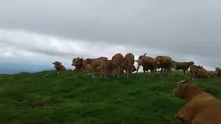 Vache a l estive 2019