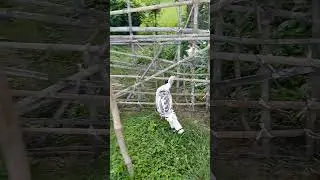 wild turkey sound #provincelife #wild #turkey #animals