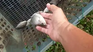 Perkembangan ikan nila usia 48 hari