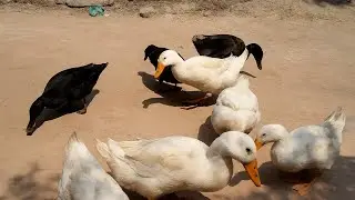 Duck Enjoying Her Food | So Adorable 🦆 | Duck funny 