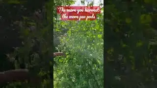 Tons of home garden tender pea #moreharvest #morepods  #nofertilizer #nopesticides  #vancouver