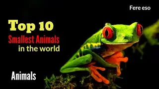 Top 10 Smallest animals in the world.