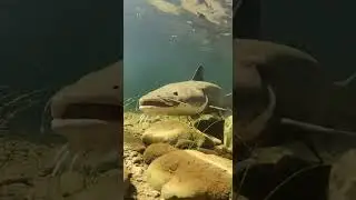In a crystal-clear river, an underwater camera captures a massive catfish ambushing a smaller fish