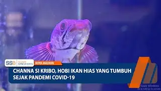 CHANNA SI KRIBO, HOBI IKAN HIAS YANG TUMBUH SEJAK PANDEMI COVID-19