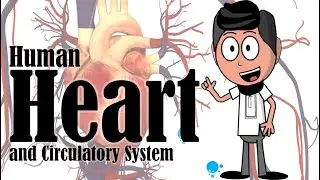 Human Heart and Circulatory System | Tagalog