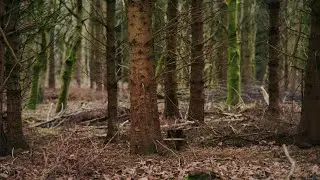 Woodland management: caring for a growing forest