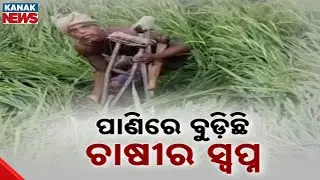 October Cyclone Impact: Farmers Struggle With Flooded Paddy Fields In Odisha