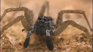 Wolf Spider Macro Documentary | Extreme Close-Up Nature Footage