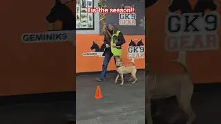 Sharpei displays competitive heel exercise!#Sharpei #dogtraining #Gemini k9 #rally obedience #akc