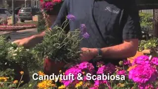 Ruibal's Gardening Tips: Butterfly Plants and Mosquito Repelling Plants