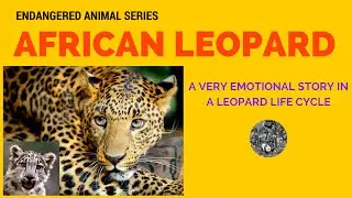 Endangered Animal African Leopard: Science and Education of Endangered Animal African Leopard