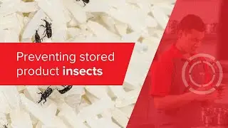 Preventing stored product insects in food industries | Rentokil