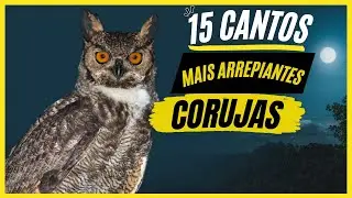 TOP 15: Cantos De 