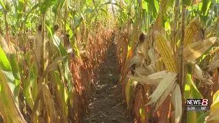 Corn farmers impacted by declining ethanol demand