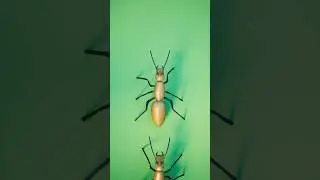 Ants Build Bridges Using Their Own Bodies