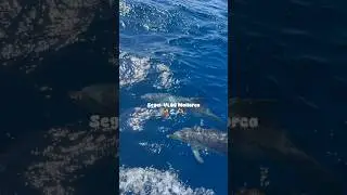 Segel VLOG II ⛵️